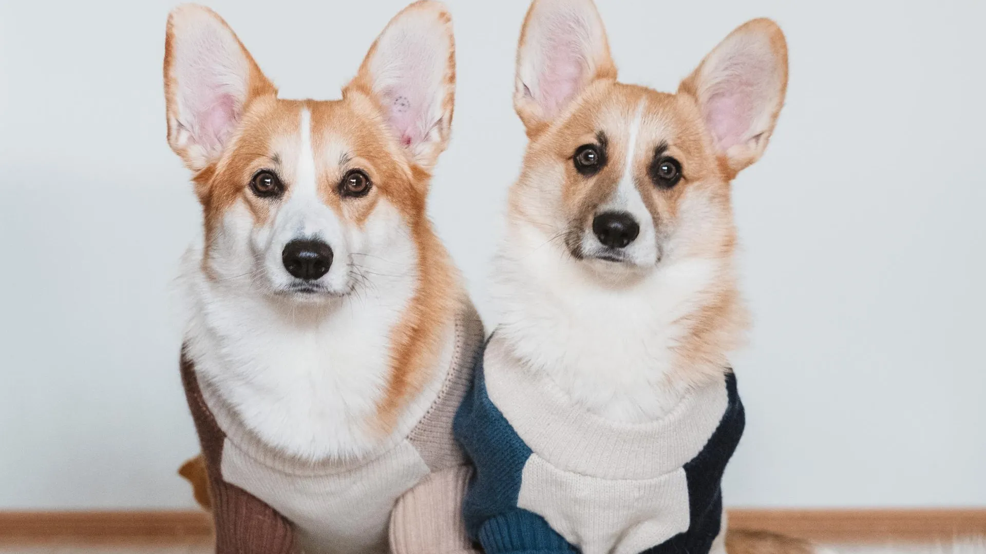 REGIONS/Дмитрий Некрасов