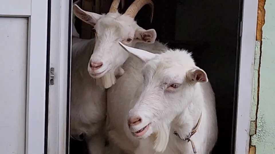 Фото: МедиаБанк Подмосковья/Никита Сморкалов