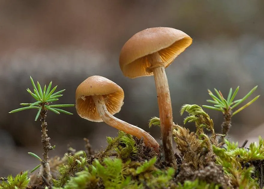 Фото: Комлесхоз