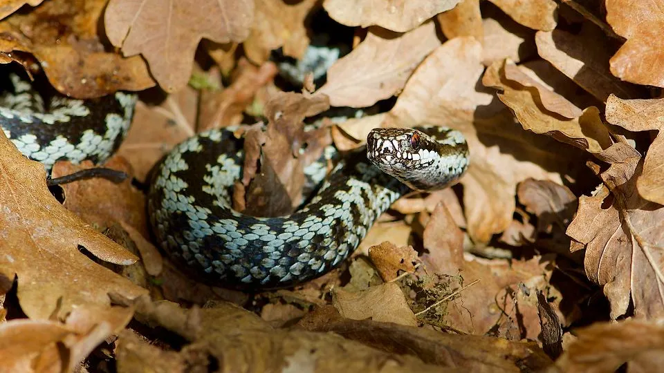 Фото: istockphoto.com/Tommy Svensson