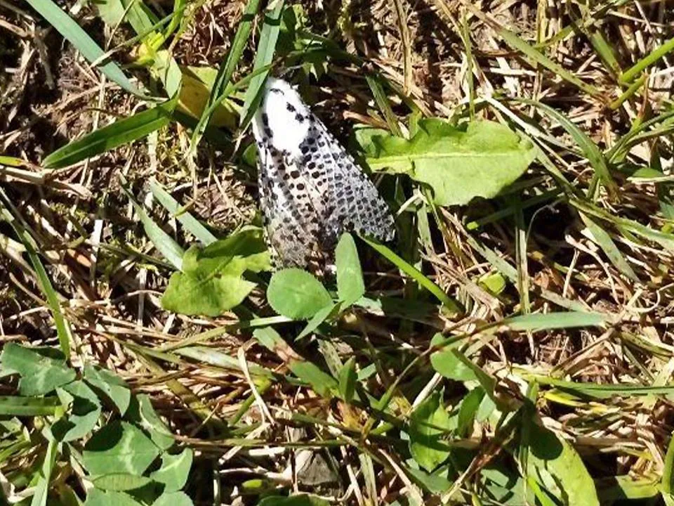 Опасные ночные бабочки с юга объявились в деревне под Балашихой