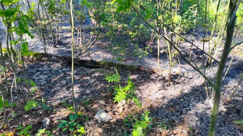 Фото: Комитет лесного хозяйства Московской области