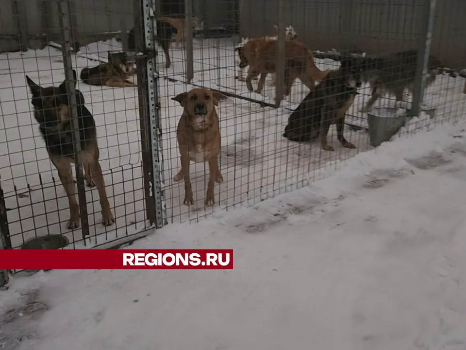 Фото: Иван Чижов