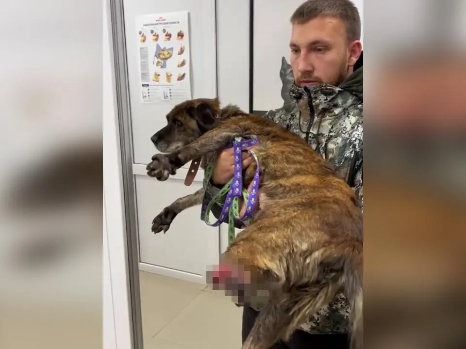 «Сам отгрыз себе лапу»: собаку, угодившую в капкан, спасли на трассе в Ангарске
