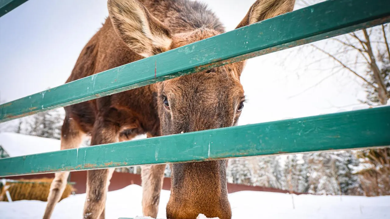 МедиаБанк Подмосковья/Данила Кирьянов