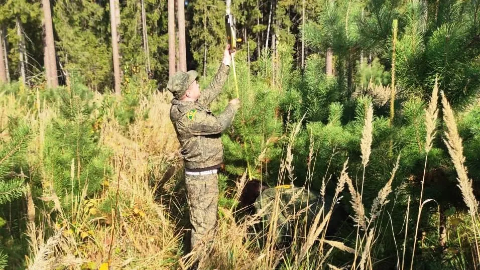 Фото: Комитет лесного хозяйства МО