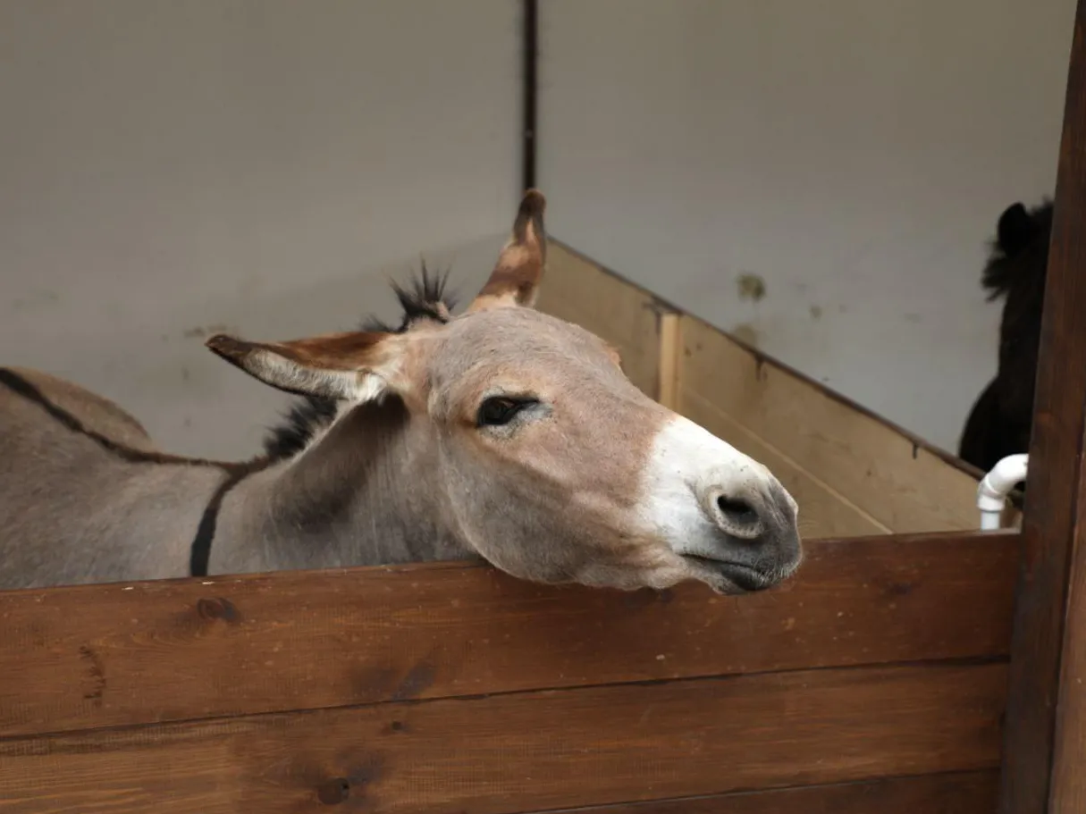 Фото: пресс-служба администрации Наро-Фоминского г.о.&nbsp; &nbsp; &nbsp;&nbsp;