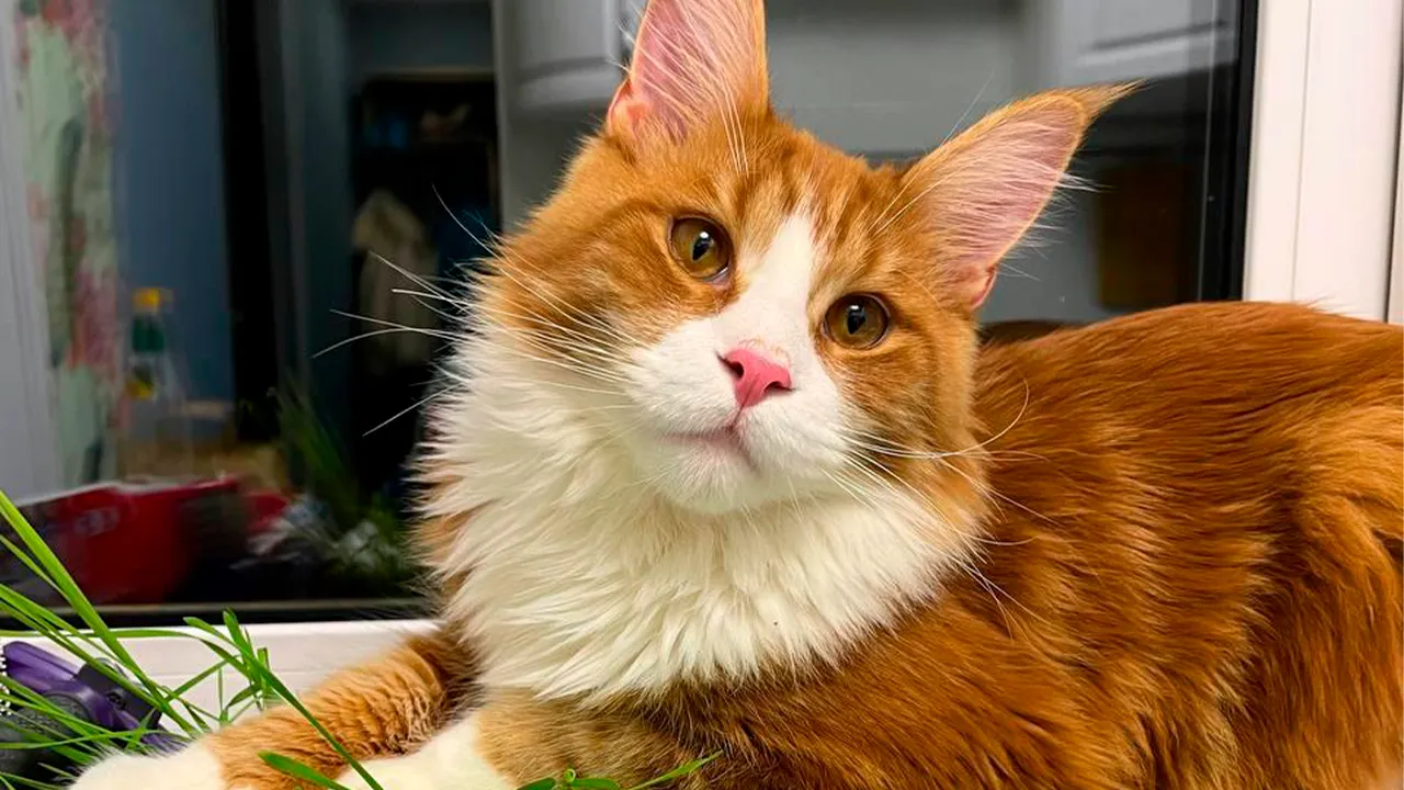 архив семьи Маркиных