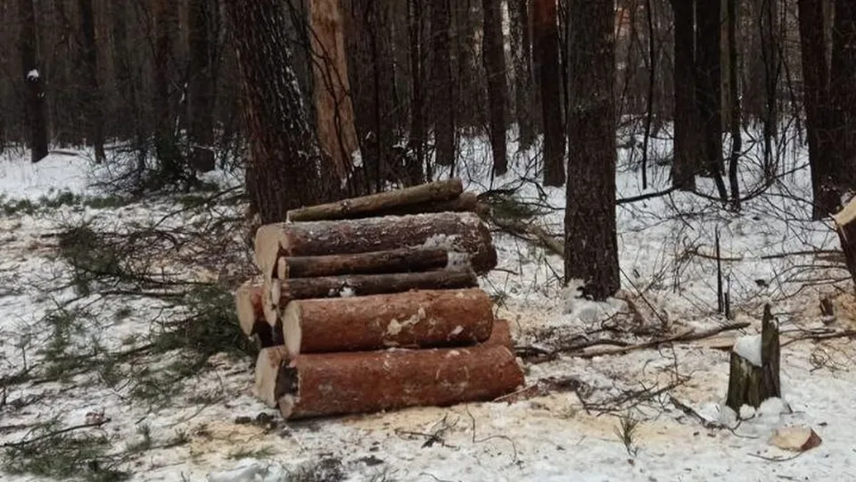 Фото: пресс-служба администрации г.о.Котельники