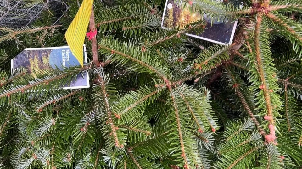 Фото: МедиаБанк Подмосковья/Валерия Ерофеева