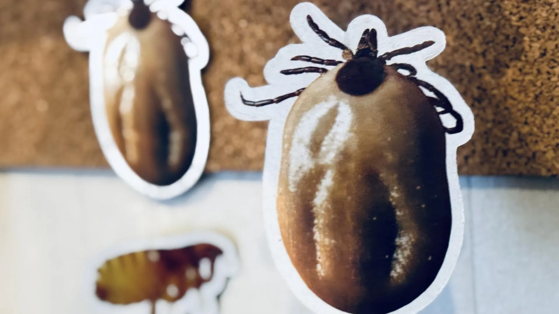 МедиаБанк Подмосковья/Ольга Стаферова