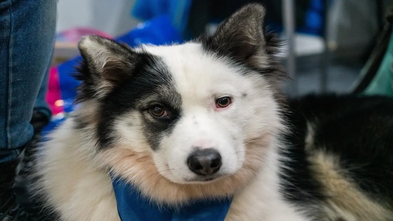 медиасток.рф