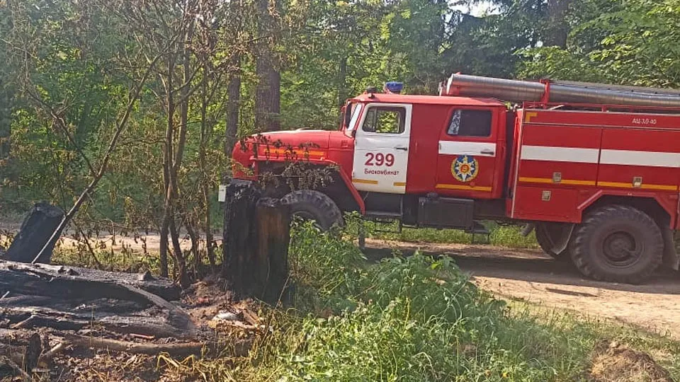 Фото: Комитет лесного хозяйства Московской области