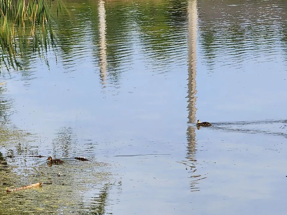 Горбуновский пруд