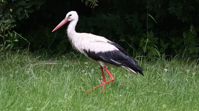 Фото: ТАСС/DPA/Picture-Alliance/Markus Scholz