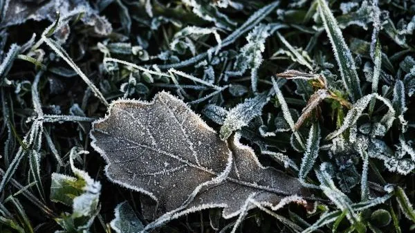 В Подмосковье прошлой ночью зафиксировали заморозки