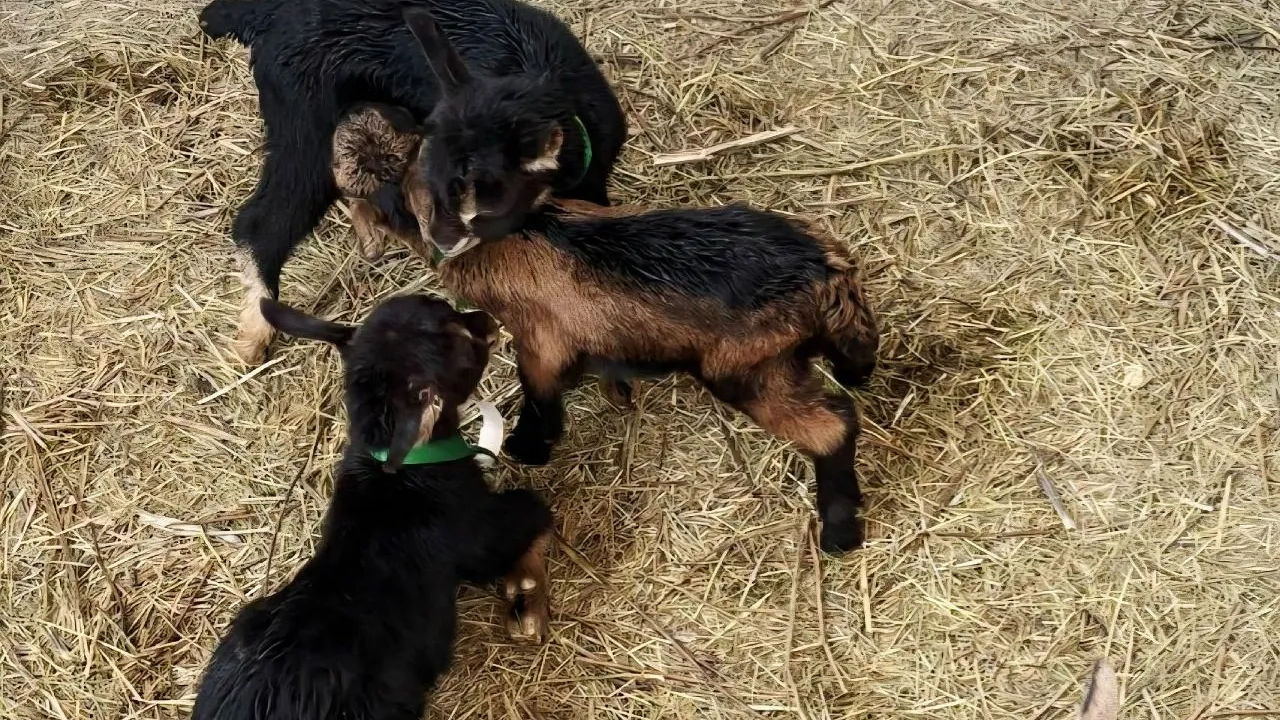пресс-служба Министерства сельского хозяйства и продовольствия Московской области