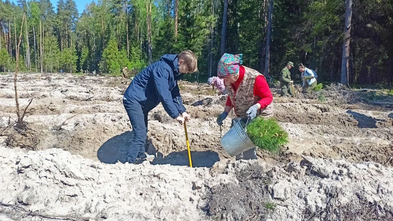 Более четырех тысяч гектаров новых лесных культур высажено в Нижегородской области осенью