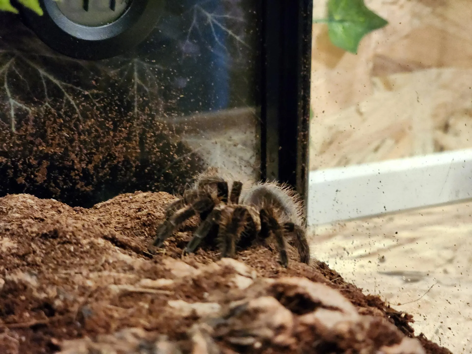 REGIONS/Елена Шумакова