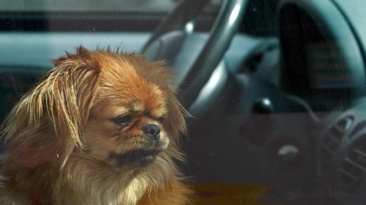 Жители Королева переполошились из-за собаки — заложницы машины