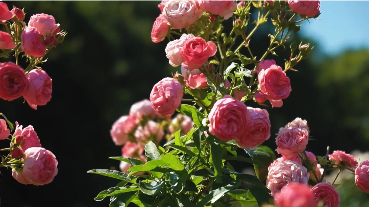 youtube.com/Green Tips — Дизайн современного сада