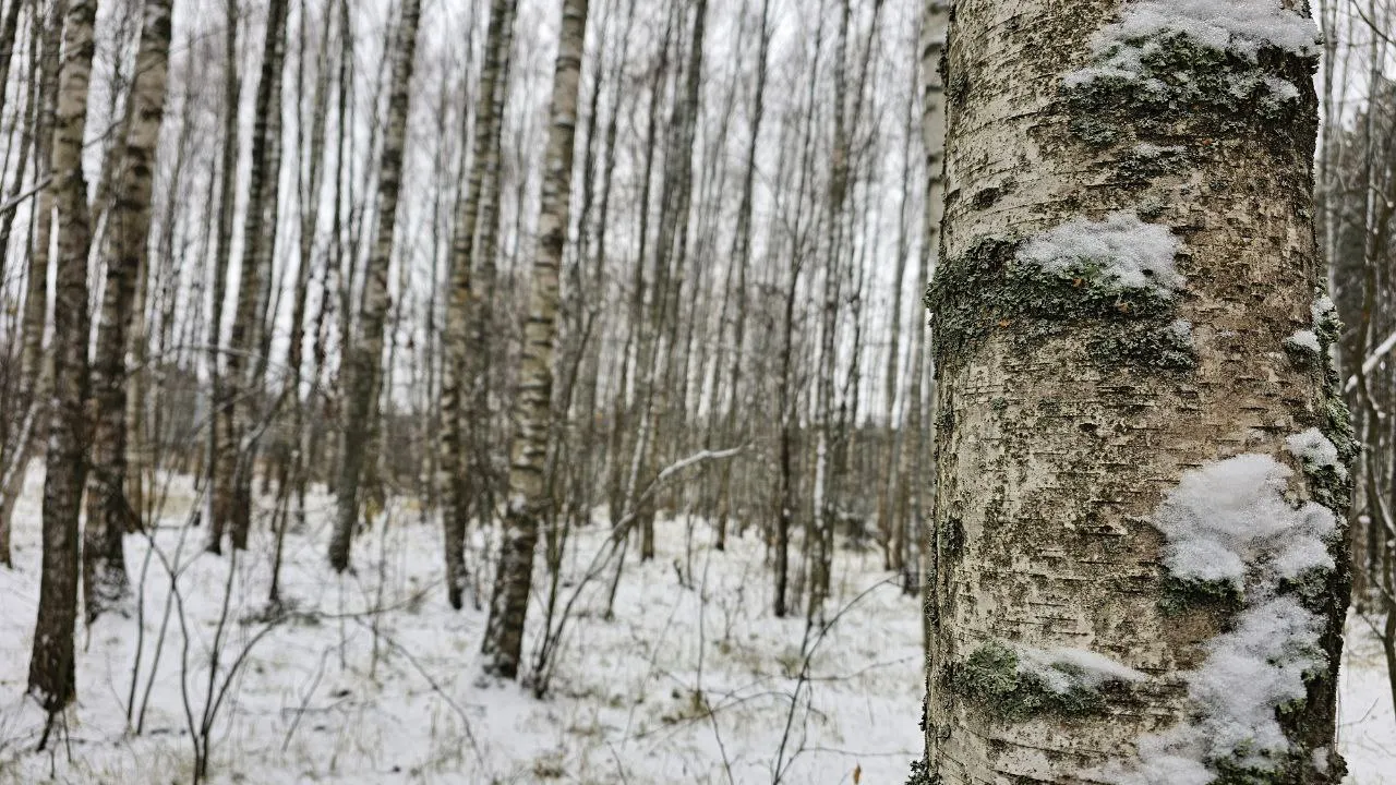 Фото: Ульянов А.И.