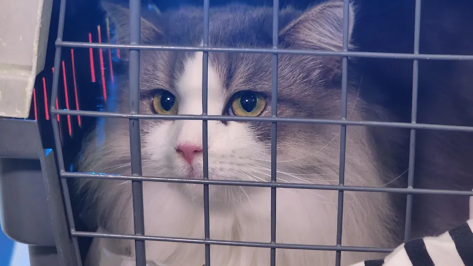 Фото: МедиаБанк Подмосковья/Наталья Лымарь