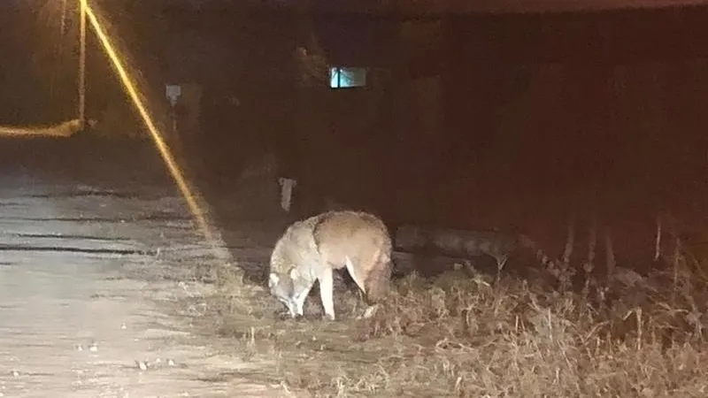 Волк разгуливает по улицам поселка под Шатурой