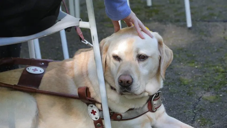 Фото: Российская школа подготовки собак-проводников Всероссийского общества слепых