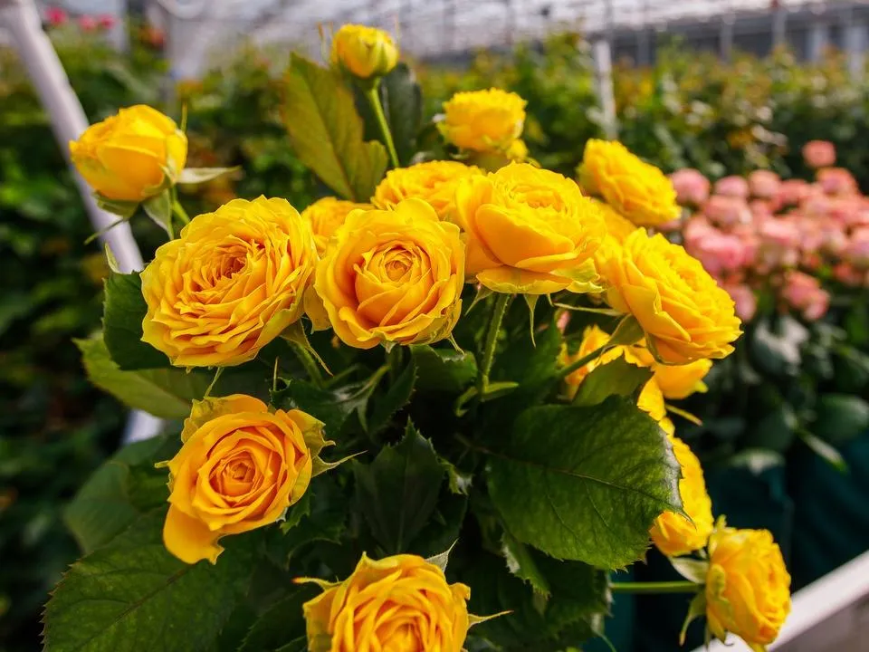 Какие розы точно приживутся в Подмосковье: проверенные сорта и рекомендации