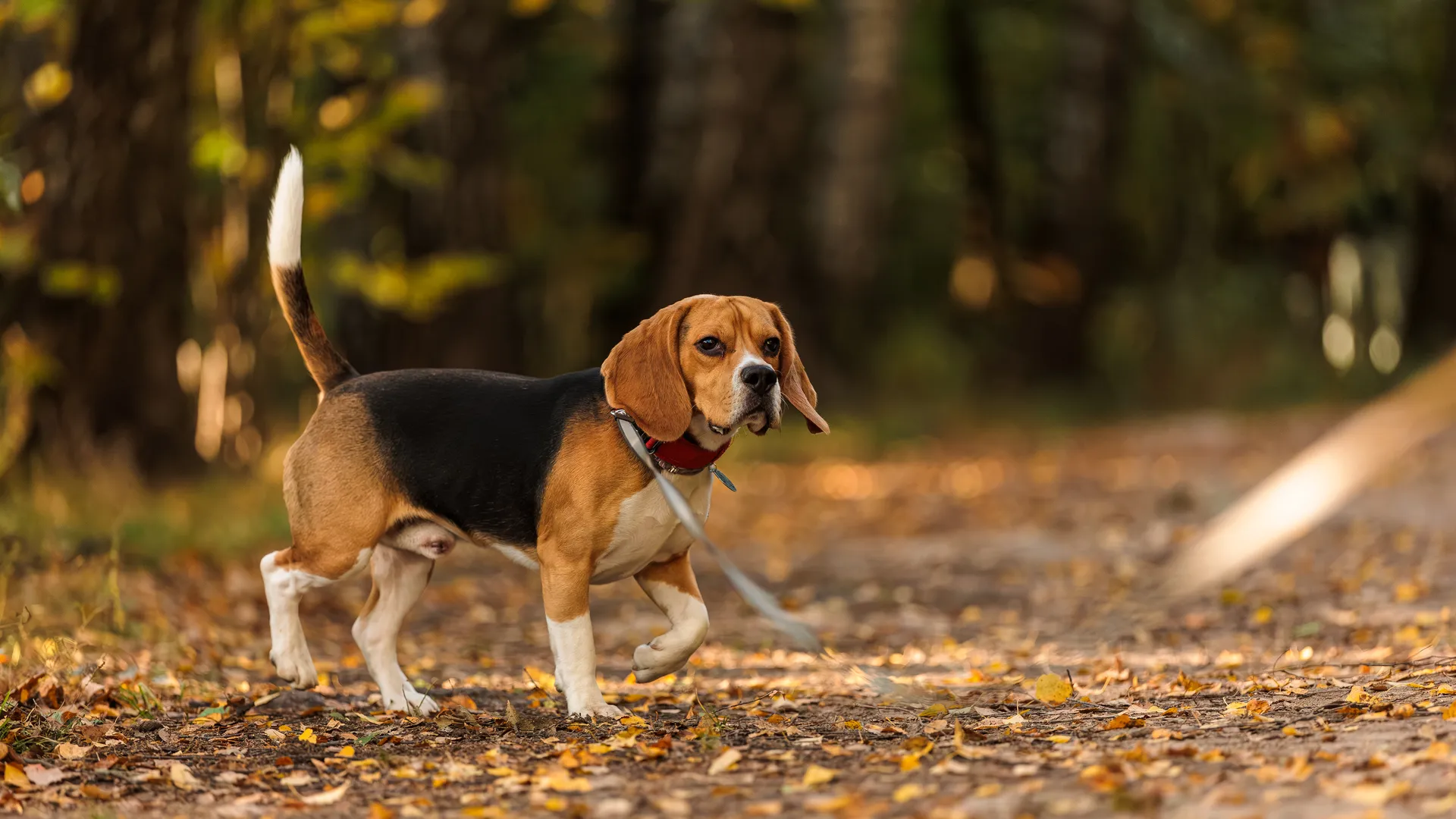 Собака породы бигль гуляет на поводке в парке