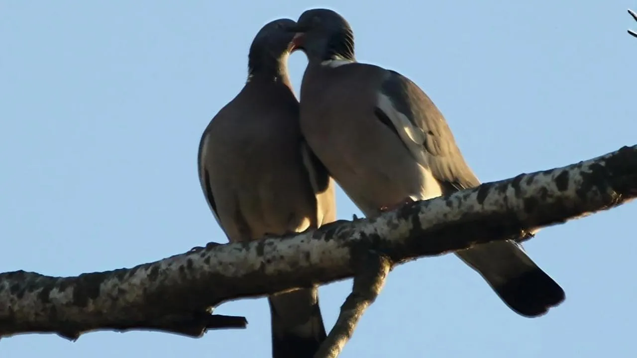 личный архив Константина Кошелева