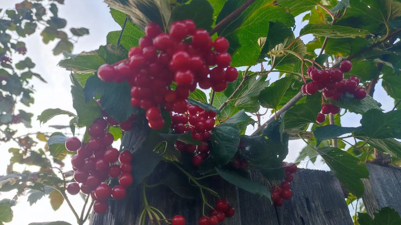 Фото: Елена Забелина