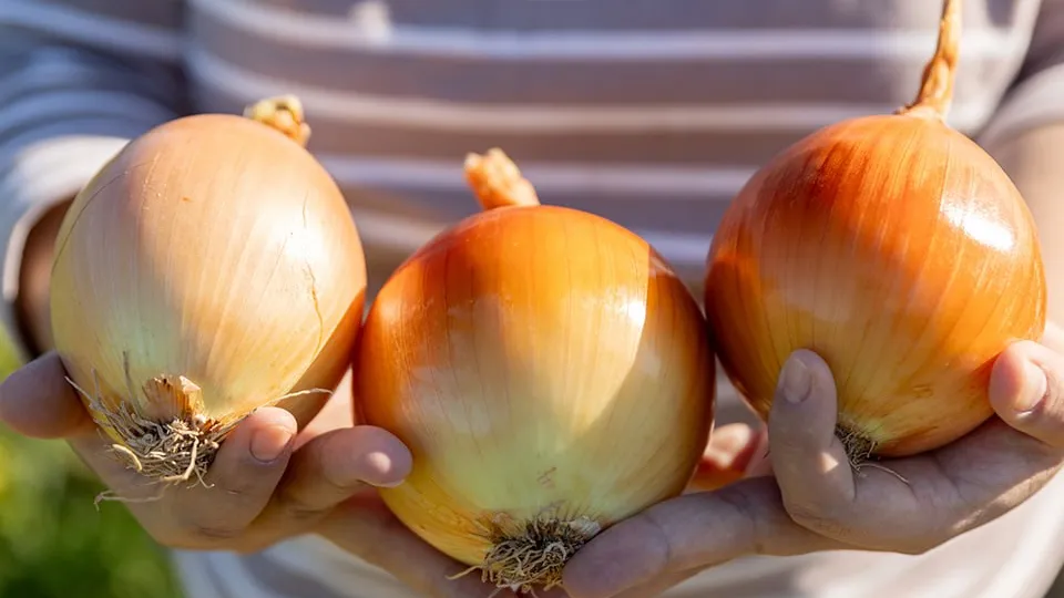 Фото: istockphoto.com