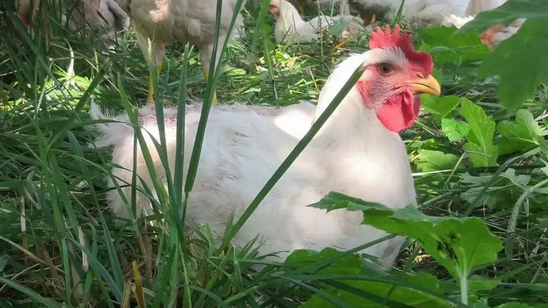 пресс-служба губернатора и правительства Московской области