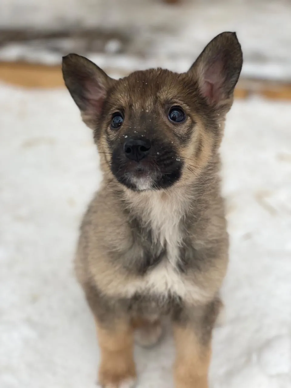 Фото: Подслушано Павловская Слобода Official / ВКонтакте