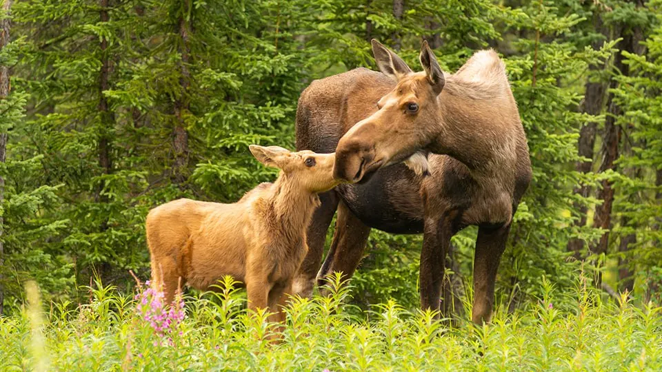 Фото: istockphoto.com/ChrisBoswell