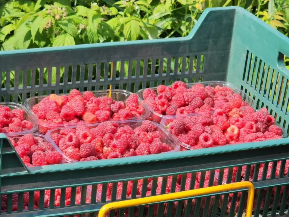 Фото: Медиабанк Подмосковья/Анна Шолохова