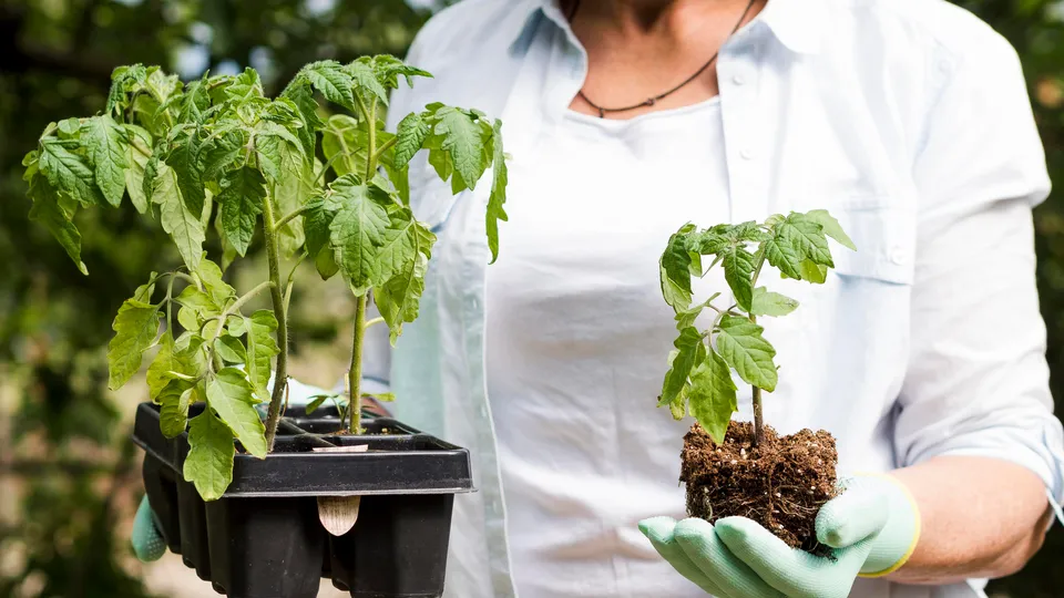 Фото: freepik.com