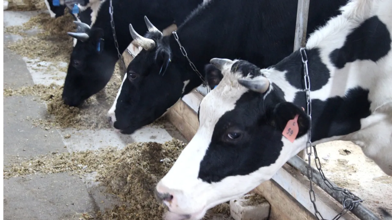 Фото: пресс-служба администрации Г.о. Коломна