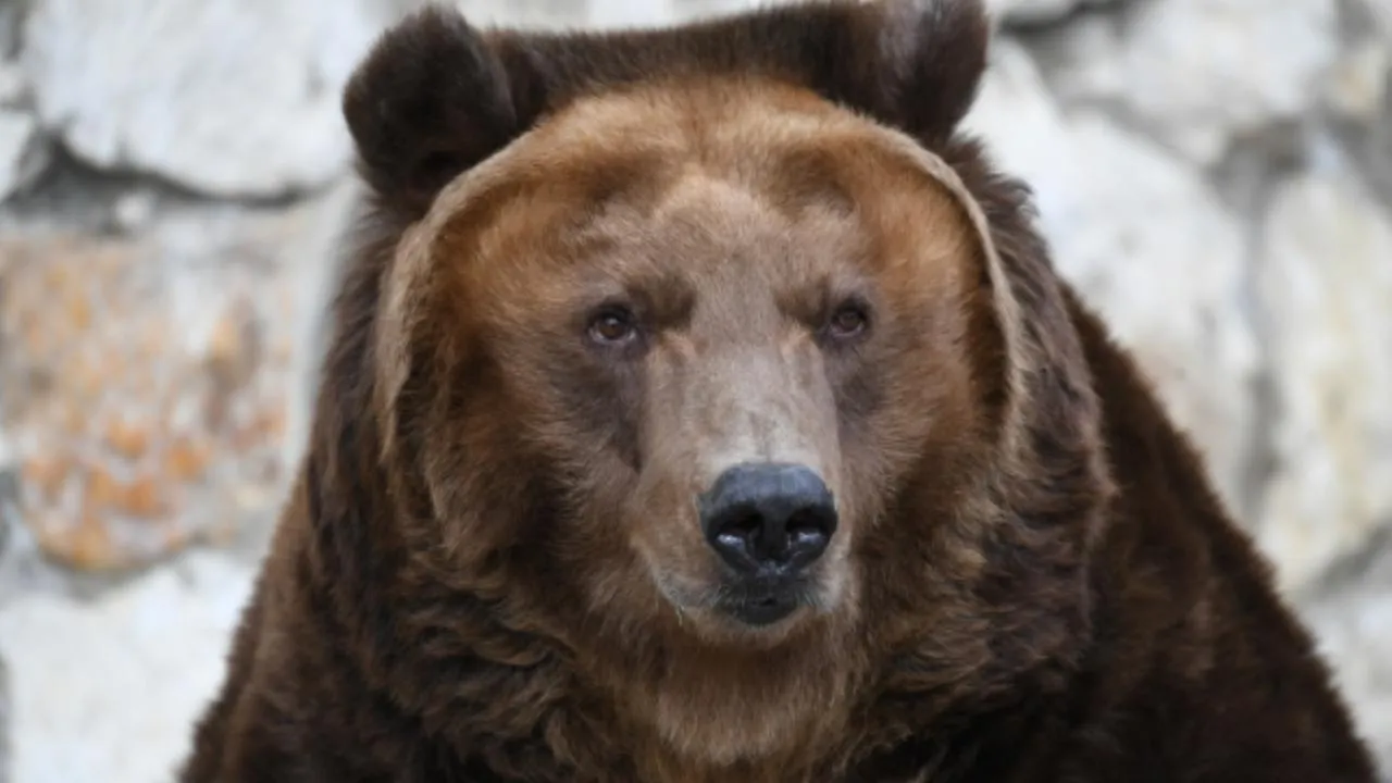 Медведь насмерть задрал девушку в Магадане