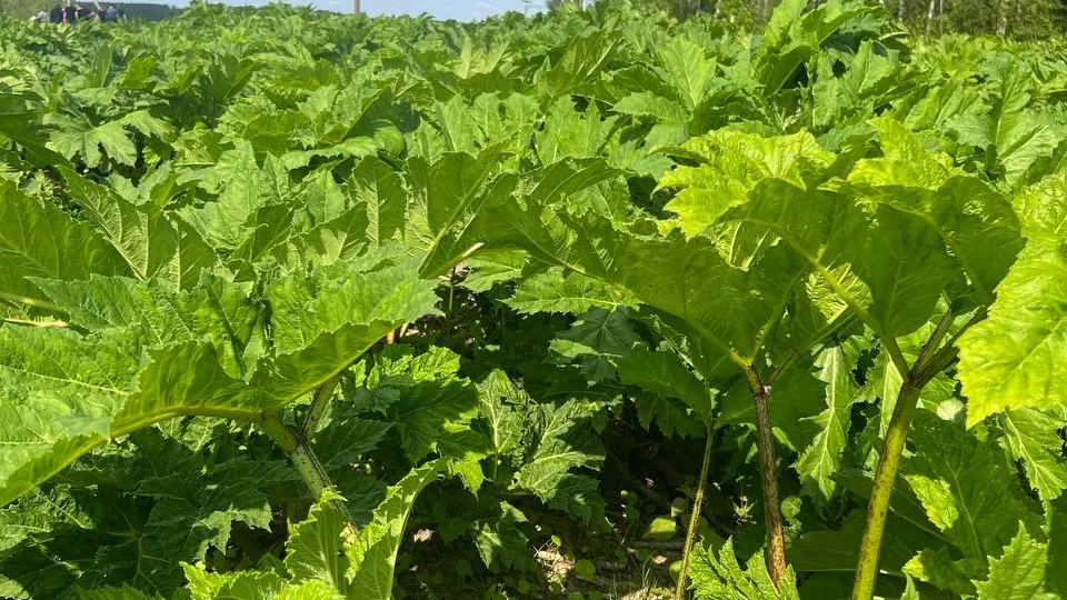 Минсельхозпрод МО