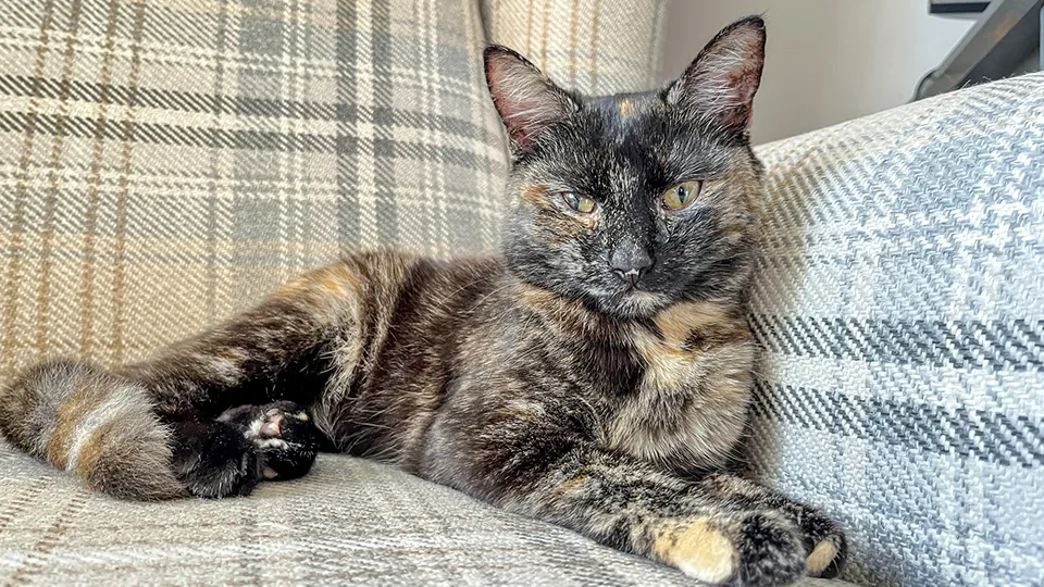 Фото: istockphoto.com/tirc83