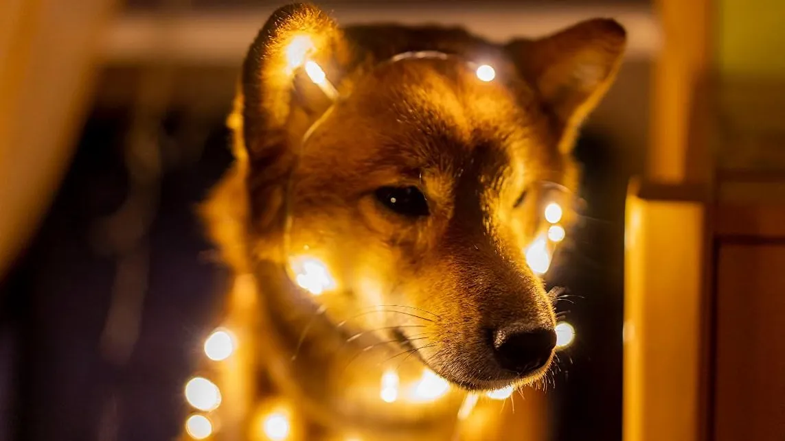 Фото: Anastasiia Krutota