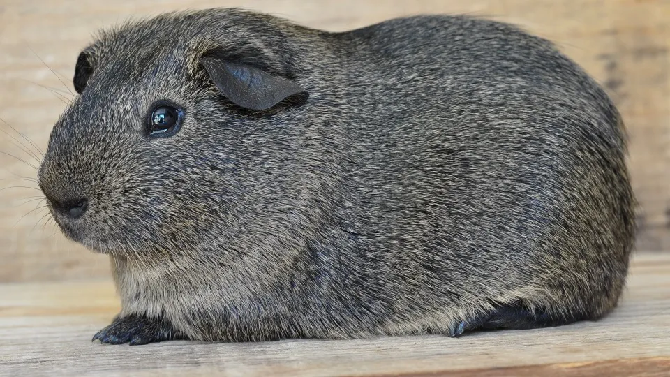 Фото: pxhere.com