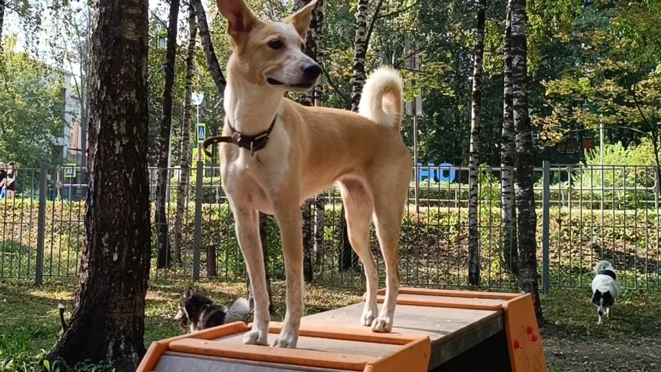 Фото: МедиаБанк Подмосковья/Екатерина Дятловская