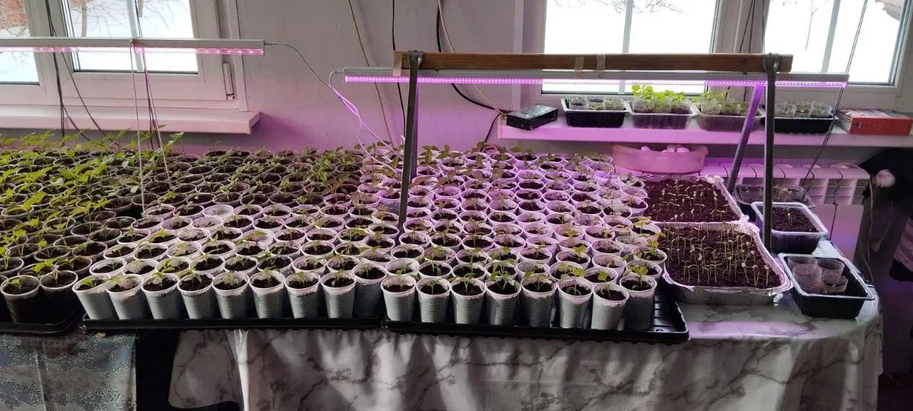 Фото: «Активное долголетие», Бронницы