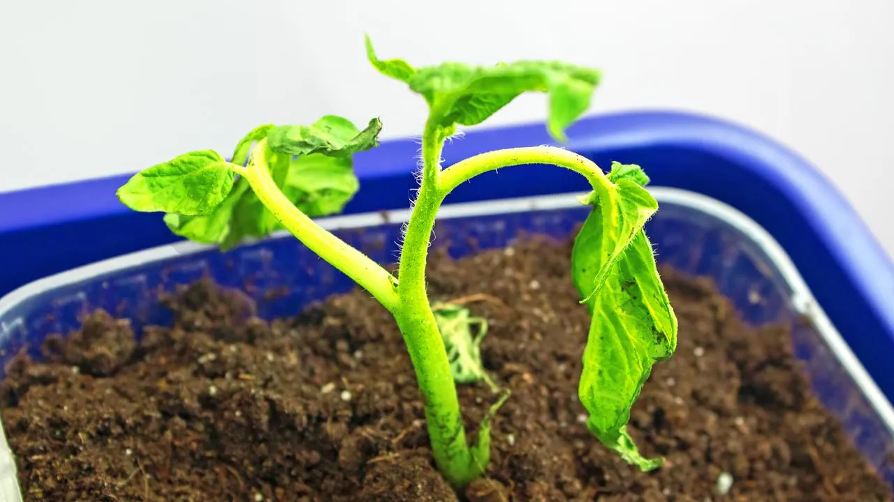 istockphoto.com/Gelia