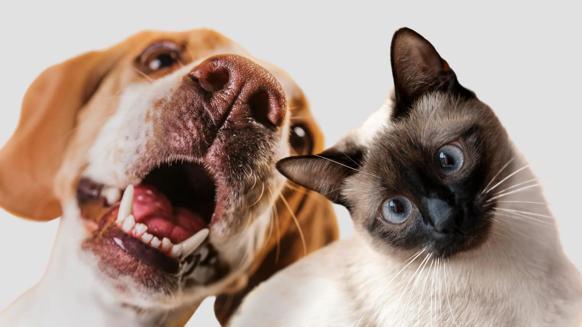 медиасток.рф