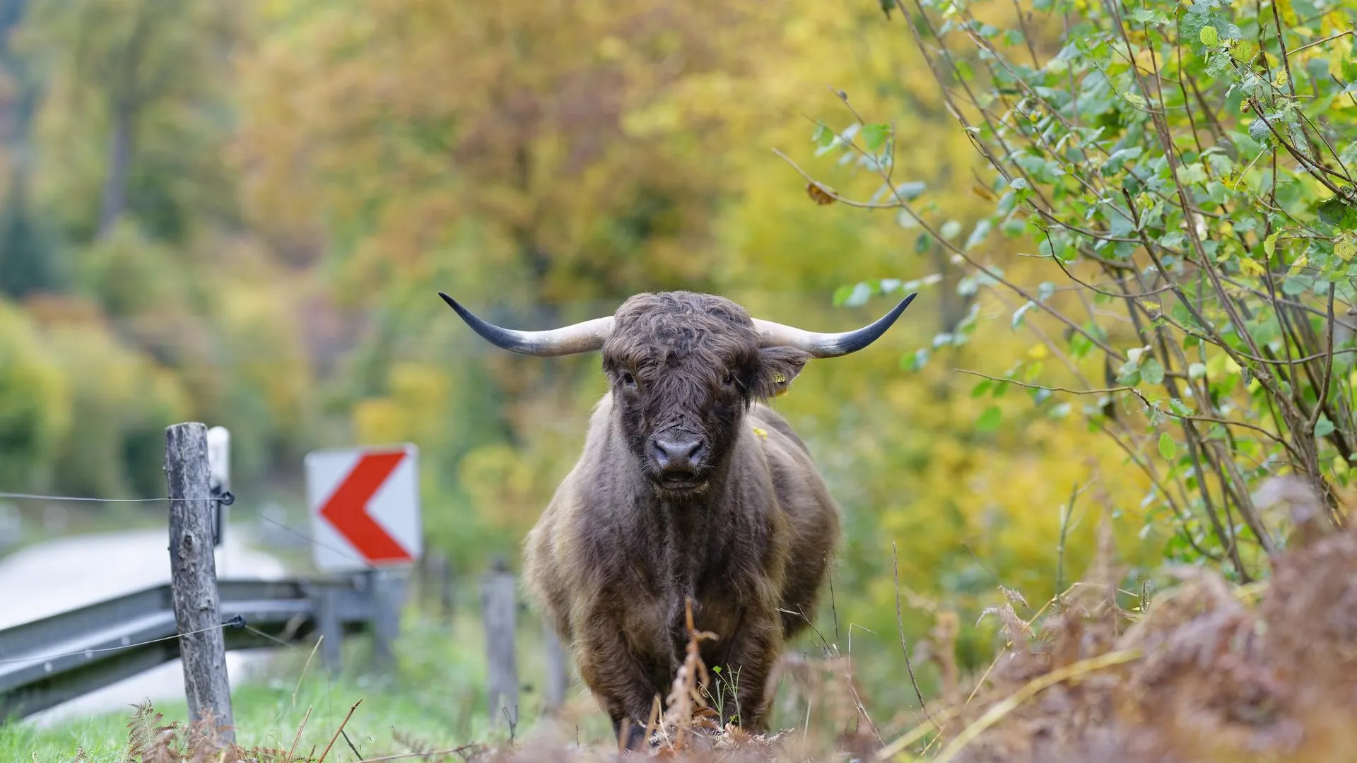 Uwe Anspach/dpa/Global Look Press